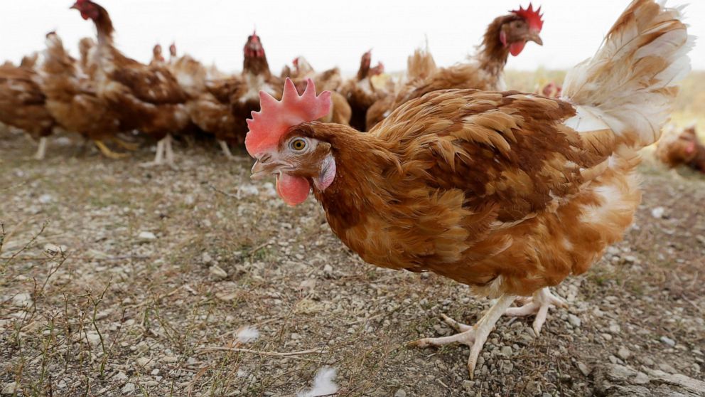 FILE - Chickens walk in a fenced pasture at an organic farm in Iowa on Oct. 21, 2015. Nebraska agriculture officials say another 1.8 million chickens must be killed after bird flu was found on a farm in the latest sign that the outbreak that has alre
