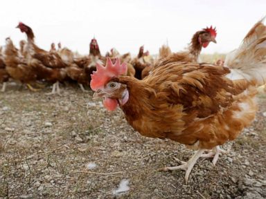Bird flu prompts slaughter of 1.8M chickens in Nebraska thumbnail