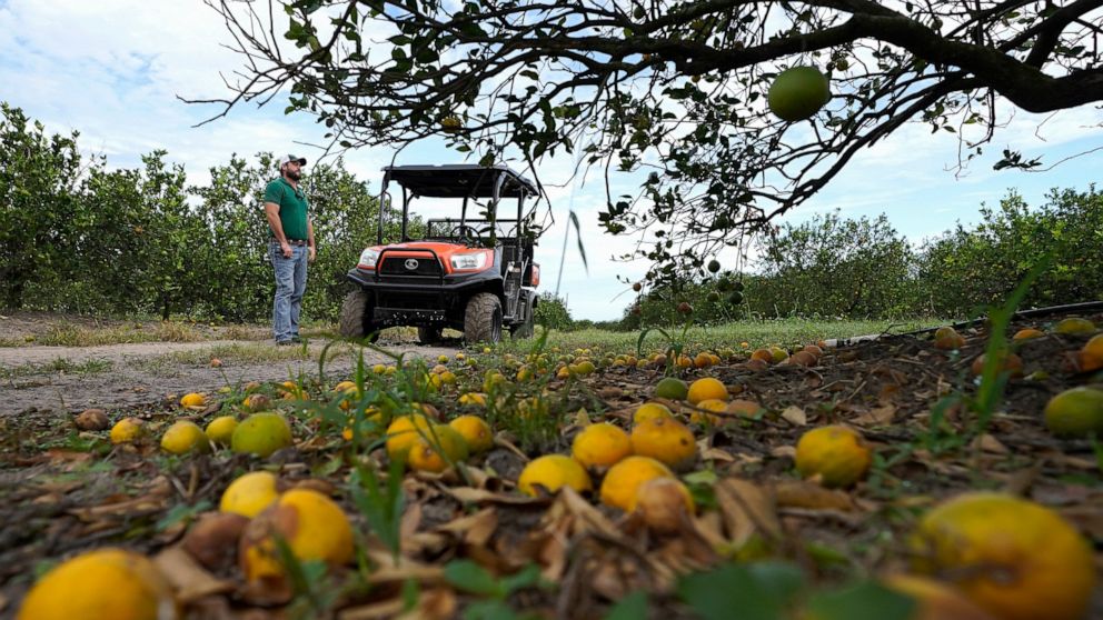 FILE - Fifth generation farmer Roy Petteway looks at the damage to his citrus grove from the effects of Hurricane Ian on Oct. 12, 2022, in Zolfo Springs, Fla. Agriculture losses in Florida from Hurricane Ian's high winds and drenching rains could rea