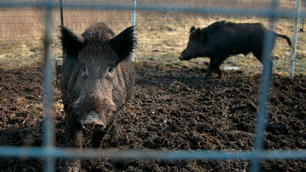 FILE - Two feral hogs are caught in a trap on a farm in rural Washington County, Mo., Jan. 27, 2019. Eight years into a U.S. program to control damage from feral pigs, the invasive animals are still a multibillion-dollar plague on farmers, wildlife a
