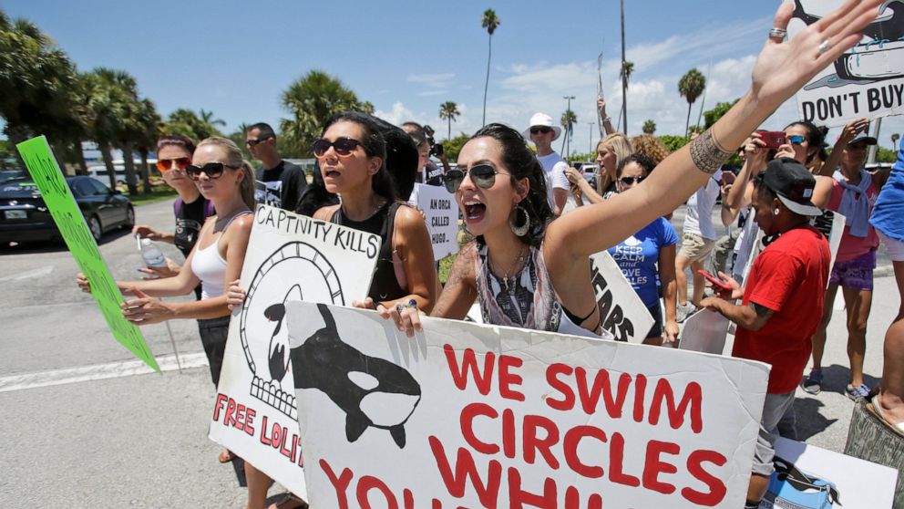  Miami Seaquarium ending shows with aging orca Lolita