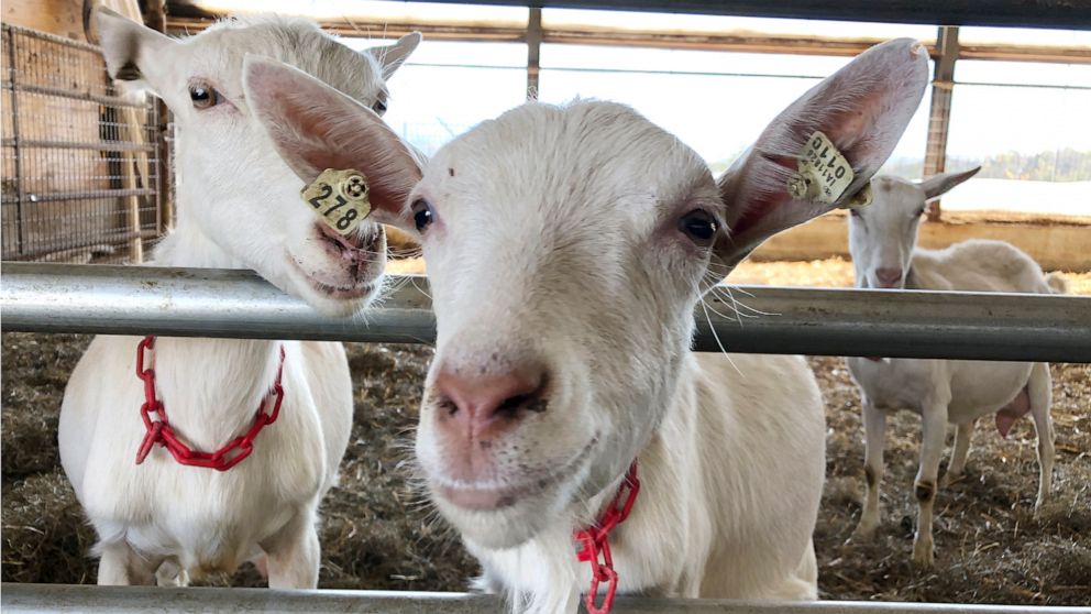 Family farm swaps cows for goats amid changed dairy industry