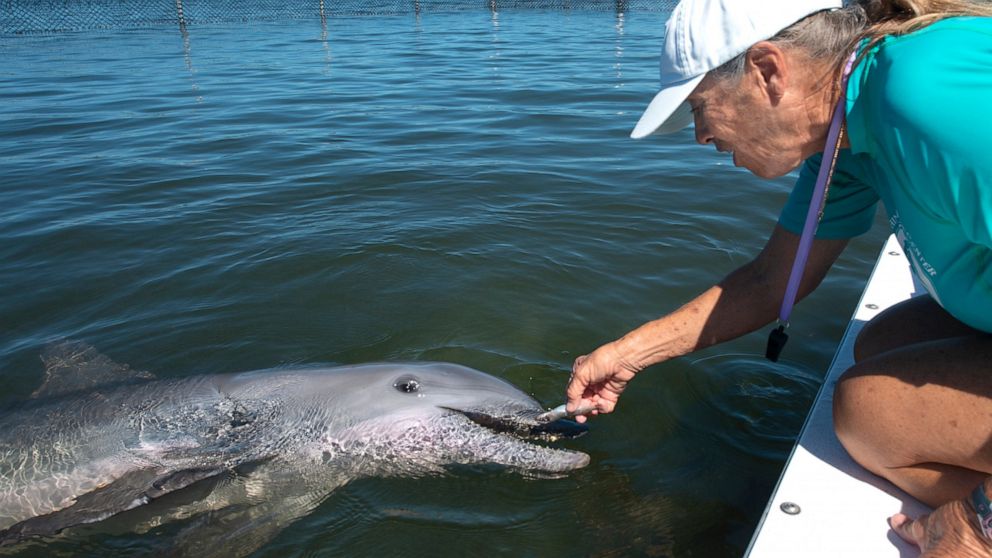 Un dauphin réhabilité quitte la quarantaine dans un établissement de Floride