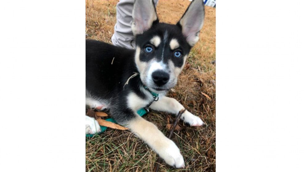 Police: Puppy stolen at gunpoint reunited with owners thumbnail