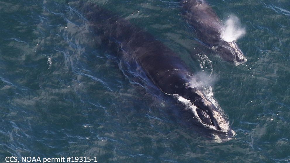 In this Thursday, April 11, 2019, photo provided by the Center for Coastal Studies, a baby right whale swims with its mother in Cape Cod Bay off Massachusetts. Researchers say they have located three right whale calves in the bay recently after findi