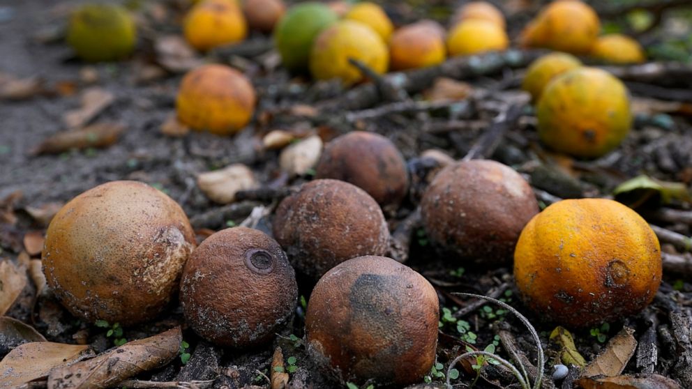 FILE - Oranges rot on the ground on Oct. 12, 2022, at Roy Petteway's Citrus and Cattle Farm after they were knocked off the trees from the effects of Hurricane Ian in Zolfo Springs, Fla. According to U.S. Agriculture Department estimates released Fri