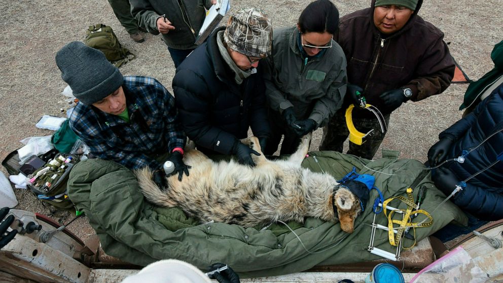 FILE - In this Feb. 13, 2019, photo provided by the U.S. Fish and Wildlife Service, members of the Mexican gray wolf recovery team gathere data from a wolf captured during an annual census near Alpine, Ariz. A coalition of groups argue in a petition 