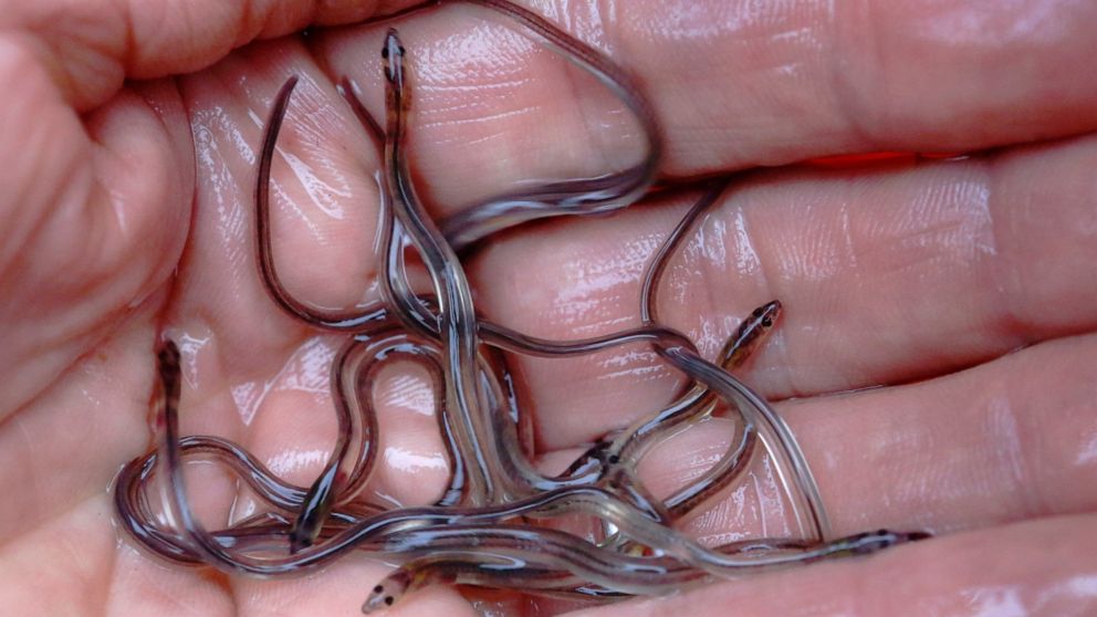 A fisherman holds baby eels, also known as elvers, in Brewer, Maine, on May 25, 2017. Elvers are one of the most lucrative wild fish species in the U.S. Maine is the only state in the country with a sizeable baby eel fishing industry, and the price f