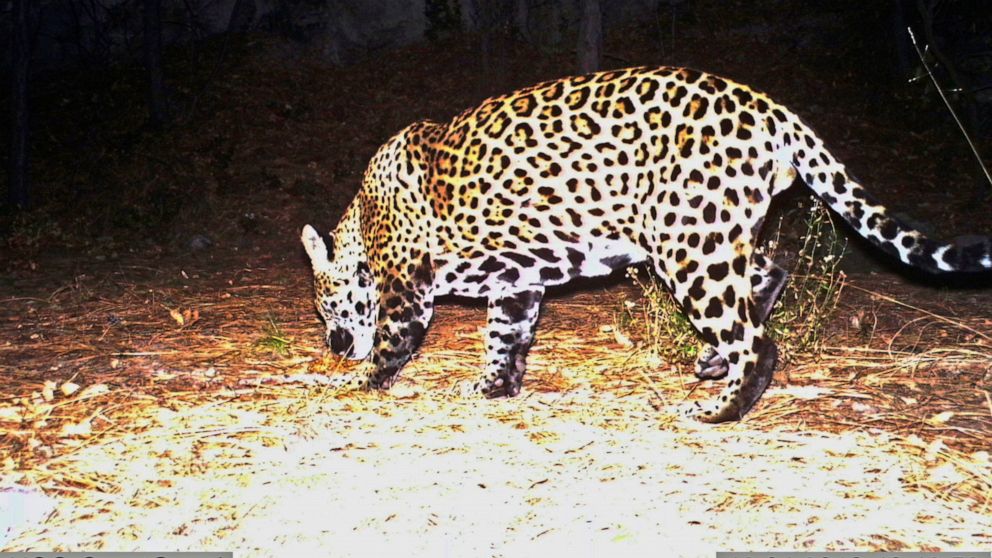 FILE - This Dec. 1, 2016 file image from video provided by Fort Huachuca shows a wild jaguar in southern Arizona. Environmental groups and scientists with two universities are suggesting that U.S. wildlife managers consider reintroducing jaguars to t