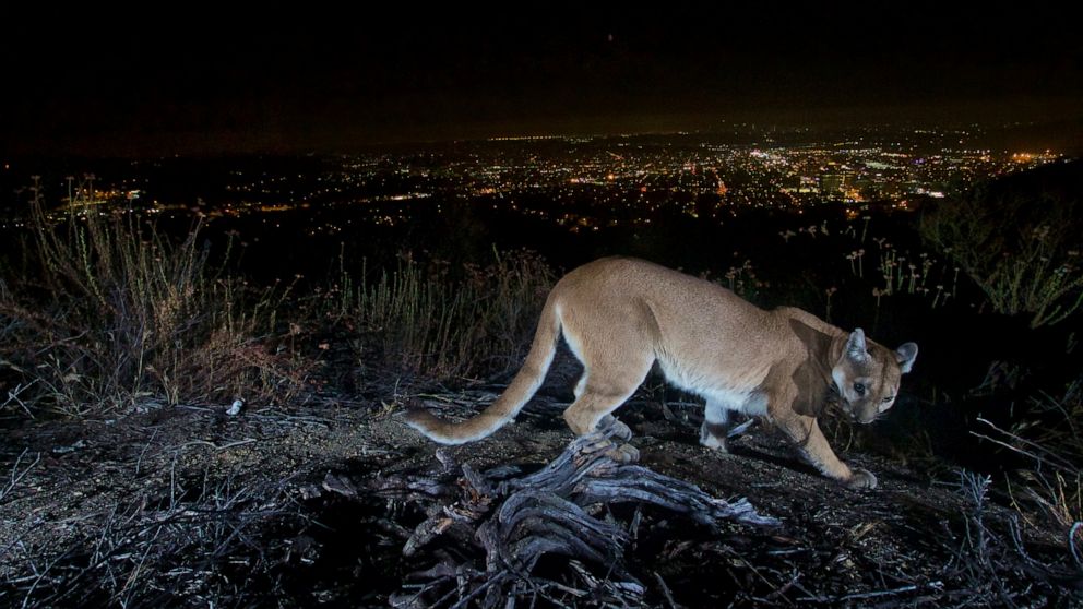This July 10, 2016, photo shows an uncollared adult female mountain lion photographed with a motion sensor camera in the Verdugos Mountains in in Los Angeles County, Calif. Los Angeles city lights are seen in the background. A mountain lion, not pict