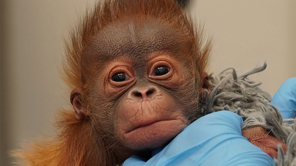 This photo provided by the Audubon Nature Institute shows the baby Sumatran orangutan born on Christmas Eve 2021. The zoo in New Orleans is asking fans of endangered orangutans to help name the baby orangutan. The infant has been getting round-the-cl