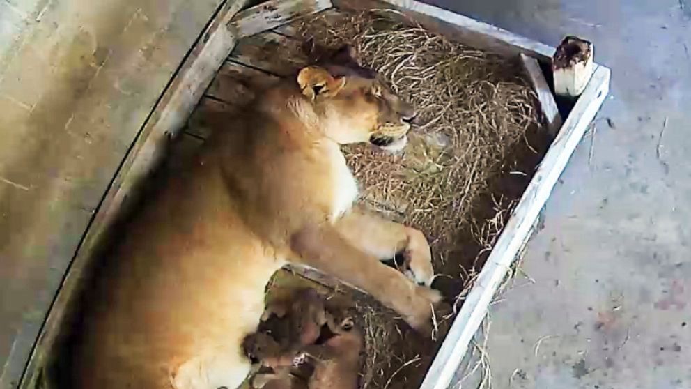 This May 2019 image from video shows 13-year-old Shani with her three newborn African lion cubs who were born May 14 at the Naples Zoo in Naples, Fla. The zoo will host a contest to name the cubs. (Naples Zoo via AP)