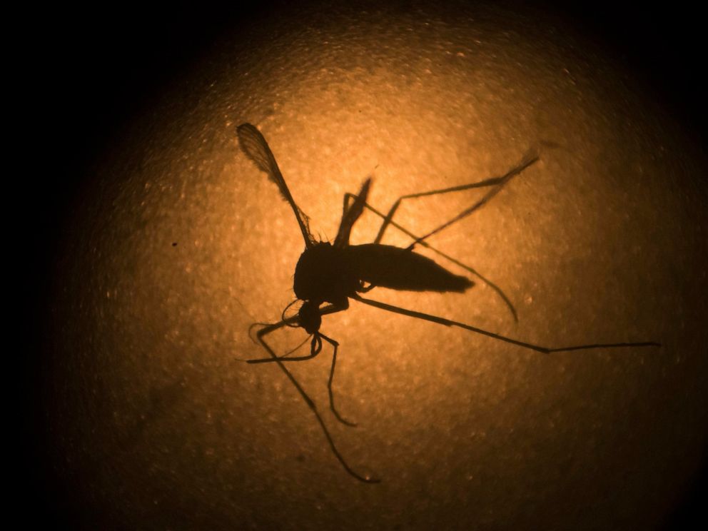 Florida Keys To Release Modified Mosquitoes To Fight Illness Abc News