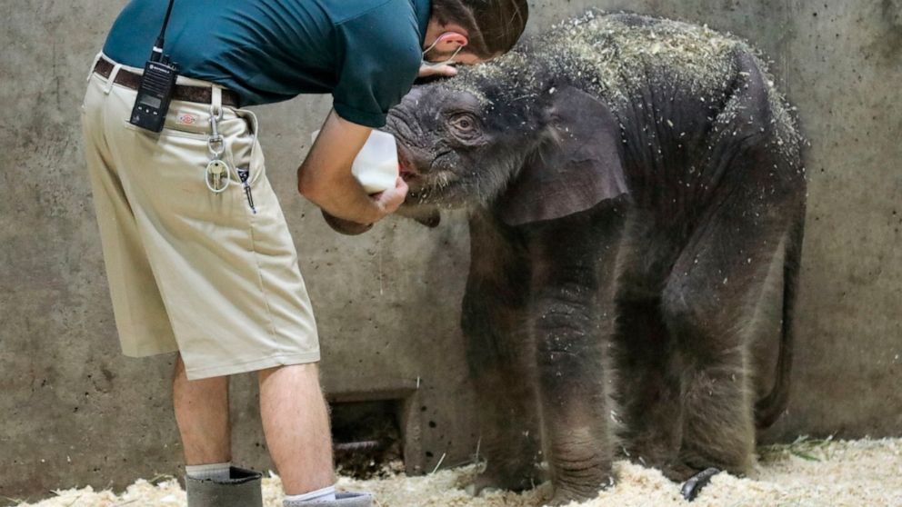 Baby Elephant Dies At St Louis Zoo Weeks After His Birth Abc News