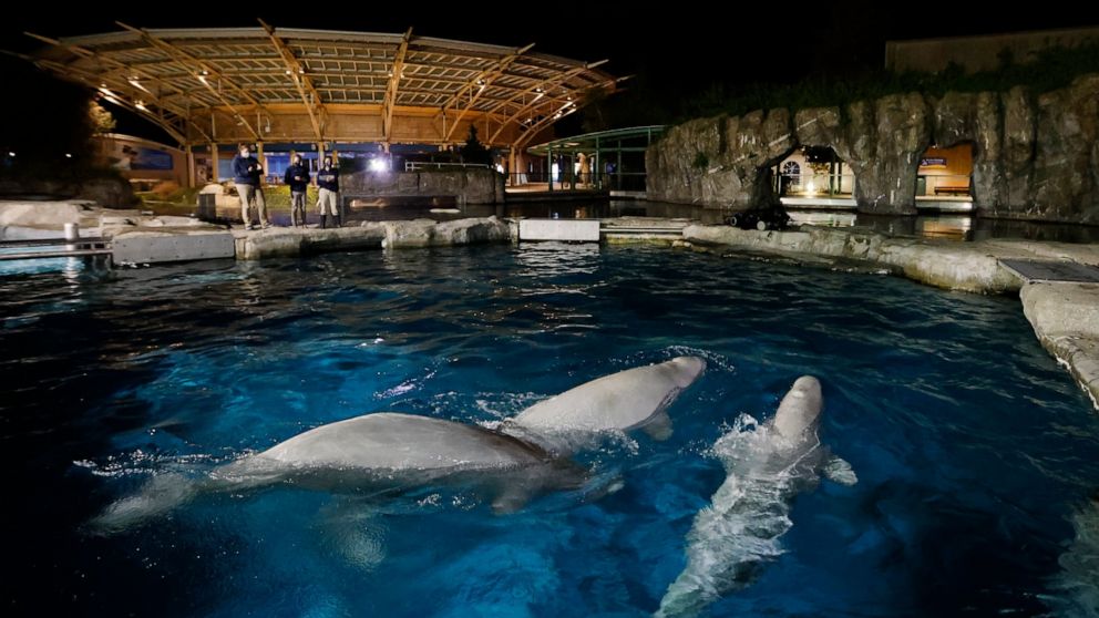 Second of Five Whales Brought from Canada to Connecticut’s Mystic Aquarium Dies