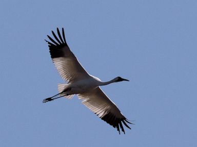 Judge orders man to pay $85K in deaths of 2 whooping cranes