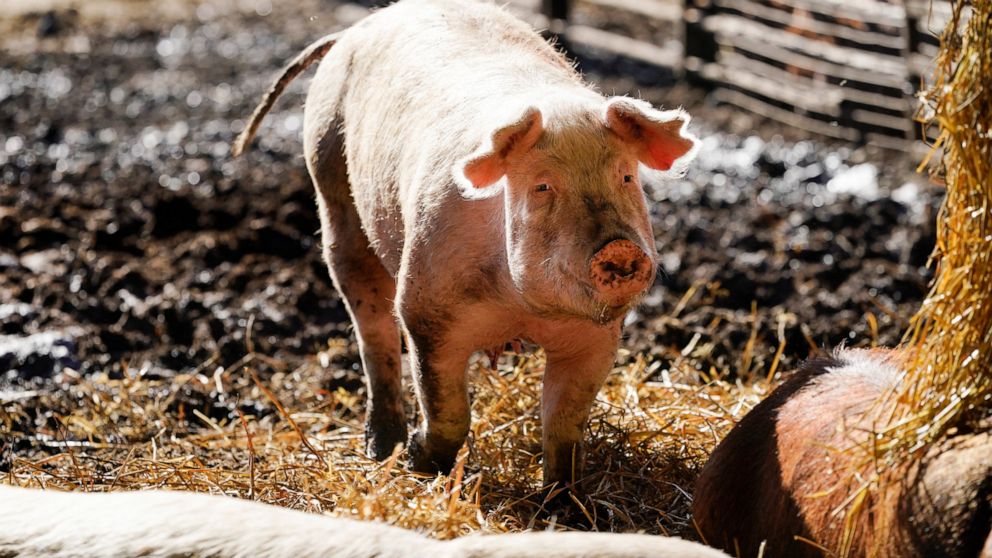 A hog walks in a holding pen on the Ron Mardesen farm, Thursday, Dec. 2, 2021, near Elliott, Iowa. A coalition of California restaurants and grocery stores has filed a lawsuit to block implementation of a farm animal welfare law, adding to uncertaint