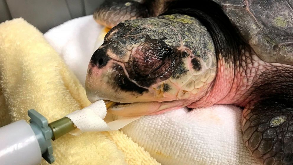  Cape Cod sea turtle strandings increase after slow start