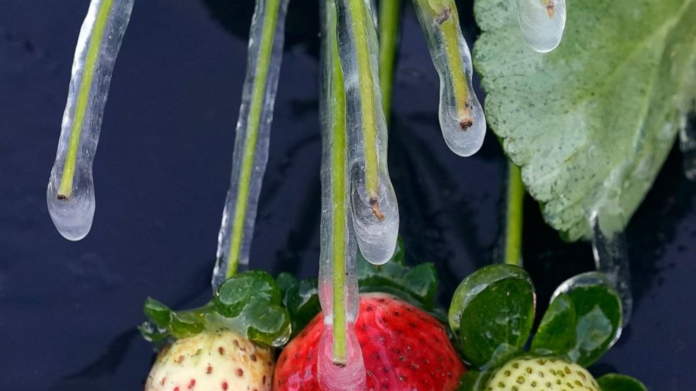 Icicles cling to strawberry plants at a field Saturday, Dec. 24, 2022, in Plant City, Fla. Farmers spray their crops with sprinklers to help protect them from the damaging freeze. Temperatures overnight in the area dipped into the mid-20's. (AP Photo