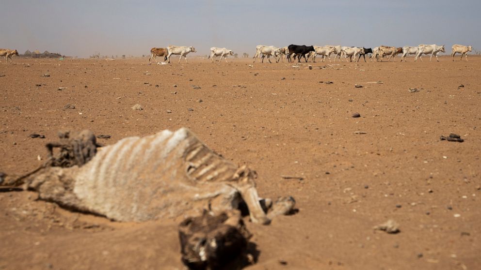  UN: Horn of Africa drought kills+ over 1.5 million livestock