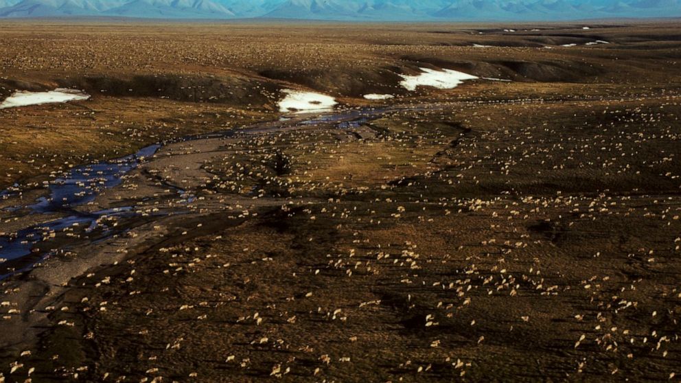 FILE - This undated aerial file photo provided by U.S. Fish and Wildlife Service shows a herd of caribou on the Arctic National Wildlife Refuge in northeast Alaska. President Joe Biden on Wednesday, Jan. 20, 2021, signaled plans to place a temporary 