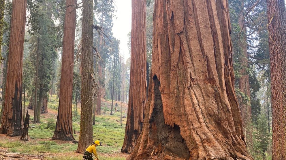 This July 2022 photo provided by the National Park Service shows a firefighter clear loose brush from around a Sequoia tree in Mariposa Grove in Yosemite National Park, Calif. A wildfire on the edge of a grove of California’s giant sequoias in Yosemi
