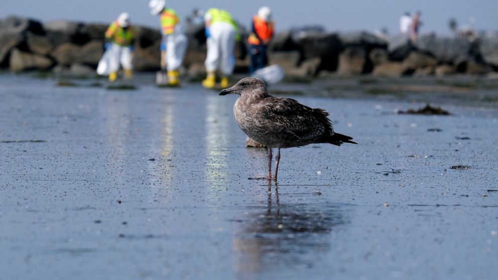California spill not the environmental disaster first feared California spill not the environmental disaster first feared