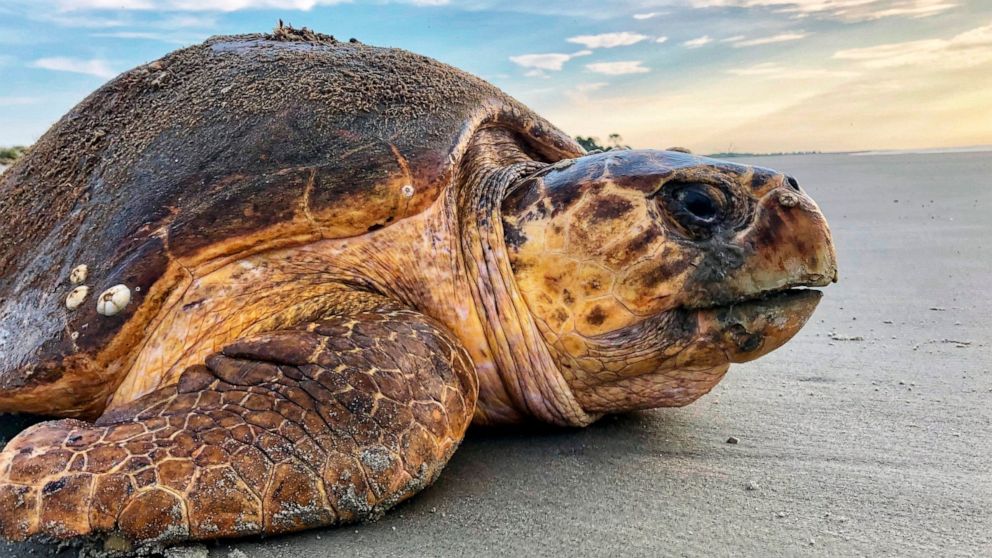 FILE - In this July 5, 2019, file photo provided by the Georgia Department of Natural Resources, a loggerhead sea turtle returns to the ocean after nesting on Ossabaw Island, Ga. A conservation group has again filed suit over a U.S. agency's planned 