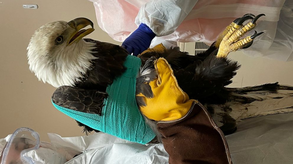 In this December 2022 photo provided by the Wisconsin Human Society, an injured bald eagle is examined and treated at the Wisconsin Humane Society Wildlife Rehabilitation Center in Milwaukee, Wis. Police in Wisconsin are seeking tips to help them sol