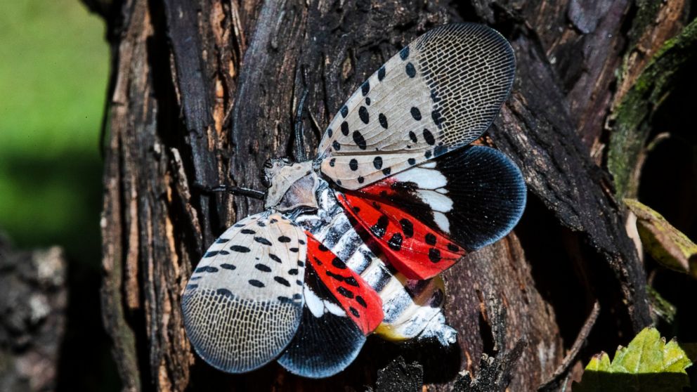 FILE - This Sept. 19, 2019, file photo, shows a spotted lanternfly at a vineyard in Kutztown, Pa. Penn State researchers estimate the spotted lanternfly is causing some $50 million in damage per year in the state’s hard-hit southeast. (AP Photo/Matt 