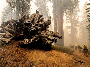 After California wildfire, thousands of trees to be removed