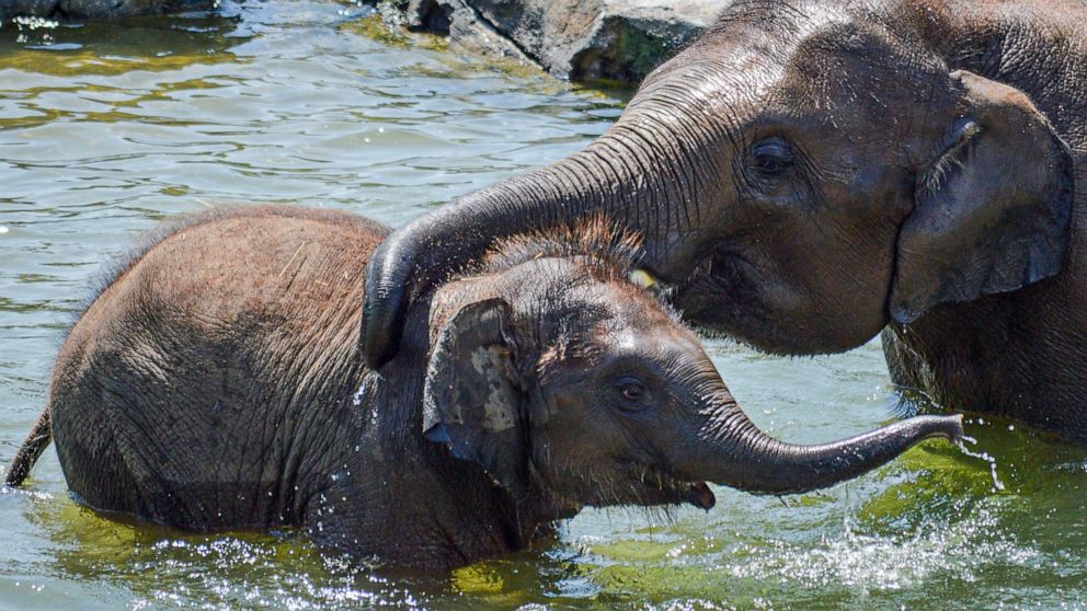  Baby elephant dies suddenly, just before 2nd birthday