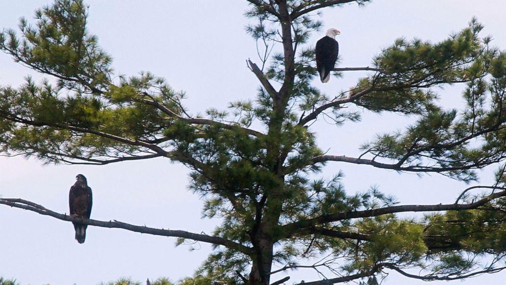 FILE - In this Aug. 19, 2012 file photo, a pair of nesting bald eagles perch in a tree near their nest on Lake Bomoseen in Castleton, Vt. The state of Vermont is proposing to remove the bald eagle from the state’s list of threatened and endangered sp