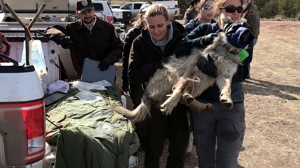 FILE - This Jan. 30, 2020, file photo, shows members of the Mexican gray wolf recovery team preparing to load a wolf into a helicopter in Reserve, N.M., so it can be released after being processed during an annual survey. Federal wildlife officials a