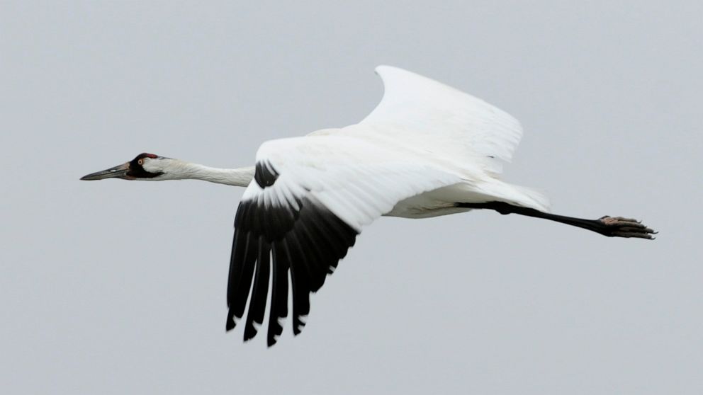 FILE - A whooping crane flies over the Aransas Wildlife Refuge in Fulton, Texas, Dec. 17, 2011. Scientists are concerned a devastating drought could hurt the recovery of the 300 endangered whooping cranes that winter in Texas. An environmental group 