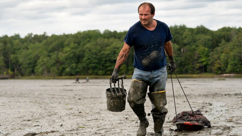  Clammers digging through pandemic, but shellfish are fewer