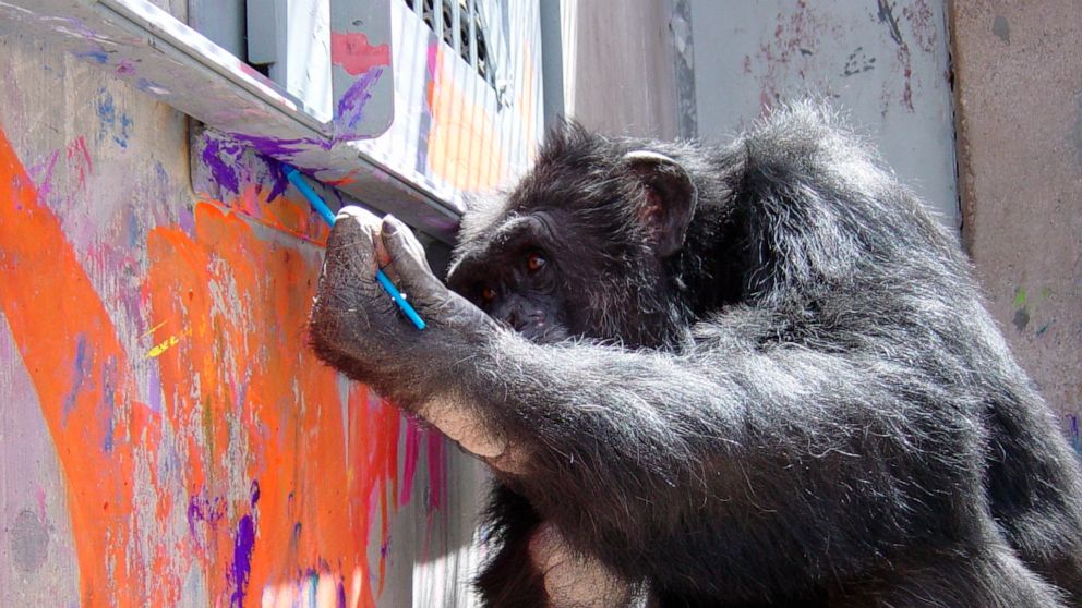 Chimpanzee Cheetah paints artwork at the Save the Chimps sanctuary in Fort Pierce, Fla. Cheetah and other chimpanzees Tootie and Clay made history by being the first nonhuman primates to create NFTs in 2021. So far, sales of the digital assets have b