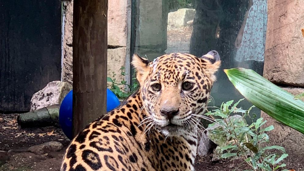  New Orleans Audubon Zoo welcomes rescued young jaguar