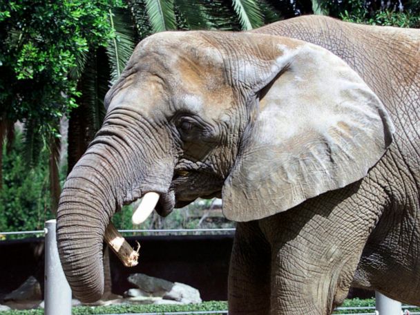 48-year-old euthanized at San Diego Zoo - ABC