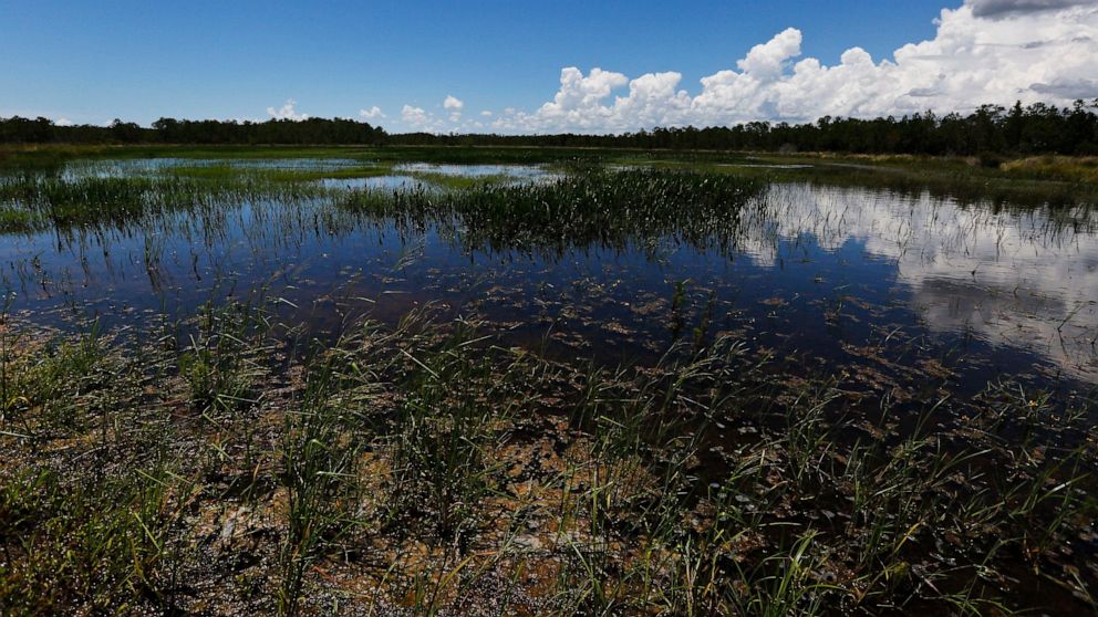 FILE- In this June 7, 2018 file photo, an emergent marsh reflects the sky at the Panther Island Mitigation Bank, near Naples, Fla. The federal government granted Florida's request for wider authority over wetland development, a move announced Thursda