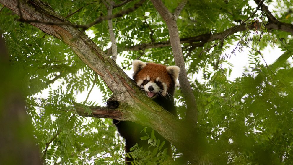 Missing Red Panda Found Safe In Columbus Zoo Abc News