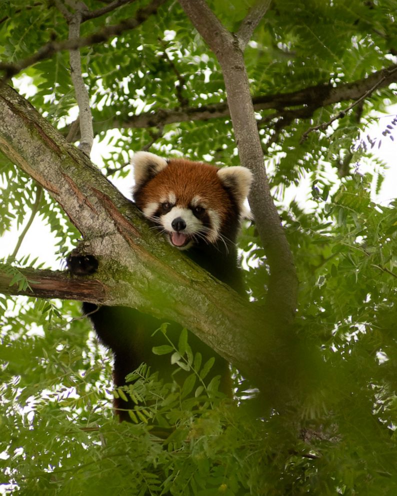 Missing Red Panda Found Safe In Columbus Zoo Abc News