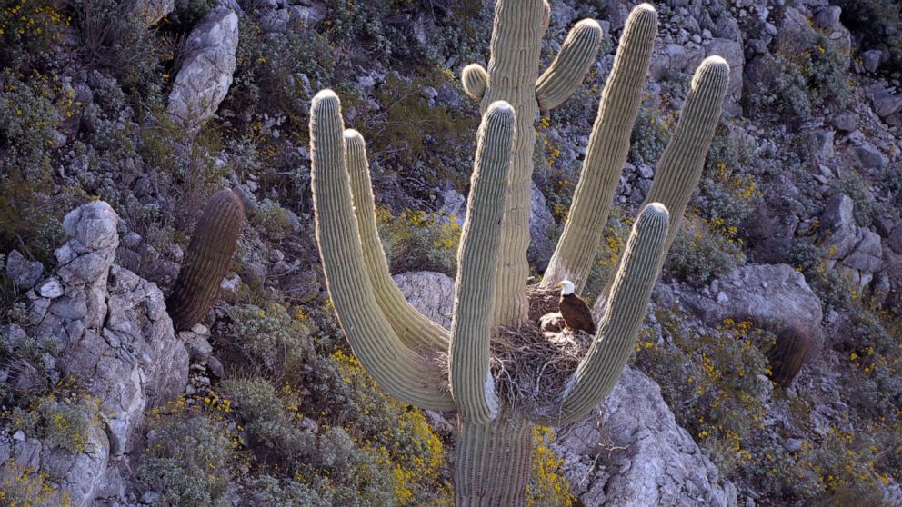 This undated photo provided by the Arizona Department of Game and Fish shows a bald eagle nesting in a saguaro cactus in central Arizona. It's the first time in decades bald eagles have been found nesting in an Arizona saguaro cactus. (AP Photo/Arizo