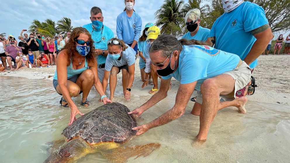 In this photo provided by the Florida Keys News Bureau, Bette Zirkelbach, front left, and Richie Moretti, front right, manager and founder respectively of the Florida Keys-based Turtle Hospital, release "Sparb," a sub-adult loggerhead sea turtle, Thu