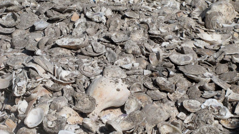 This June 29, 2021 photo shows a pile of oyster, clam and whelk shells drying in the sun in Port Republic, N.J. The shells are collected from restaurants in Atlantic City, dried, and placed into the Mullica River, where they become the foundation for