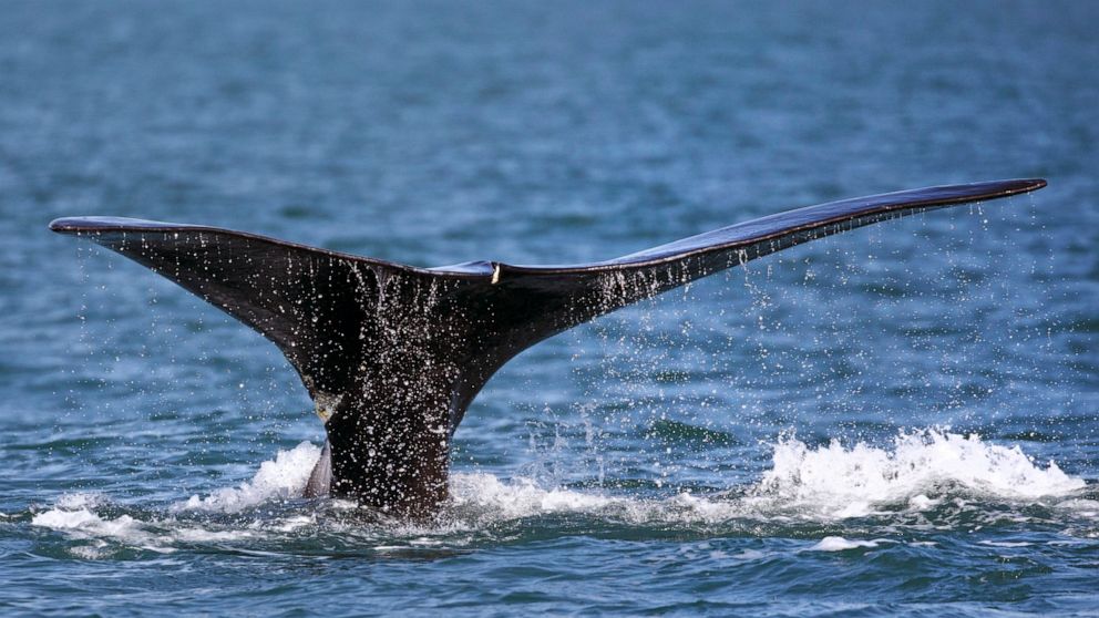  Environmentalists can continue with suit to protect whales