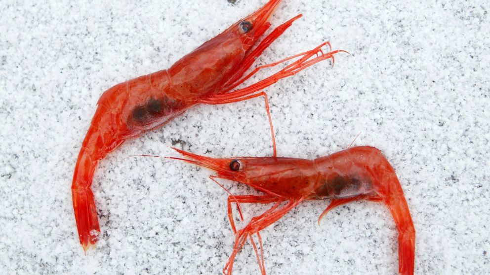  Warm waters further threaten depleted Maine shrimp fishery