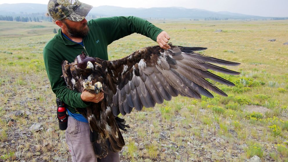 Thus undated photo provided by the National Park Service shows an unidentified scientist with a golden eagle that has been fitted with a tracking device, the first golden eagle to be fitted with such a device in Yellowstone National Park, Wyo. Offici