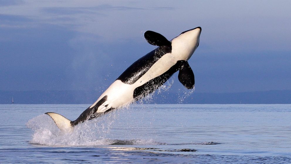  Endangered orcas get new protection from US government