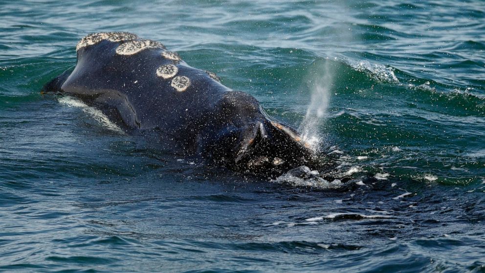  Lobster fishing will face restrictions to try to save whales
